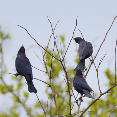 Shiny Cowbird